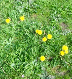 Dandilions.jpg